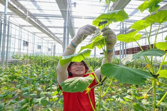 山西阳高：从“一抹红”到“五彩缤纷”的优势叠加麻将胡了2游戏入口县域经济特色县产业发展调研行(图2)