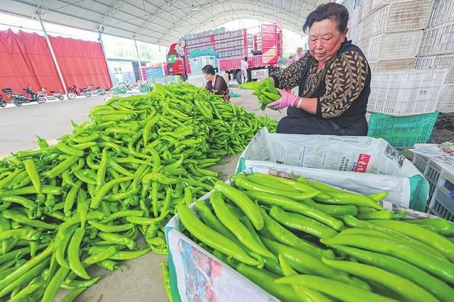 山西阳高：从“一抹红”到“五彩缤纷”的优势叠加麻将胡了2游戏入口县域经济特色县产业发展调研行(图5)