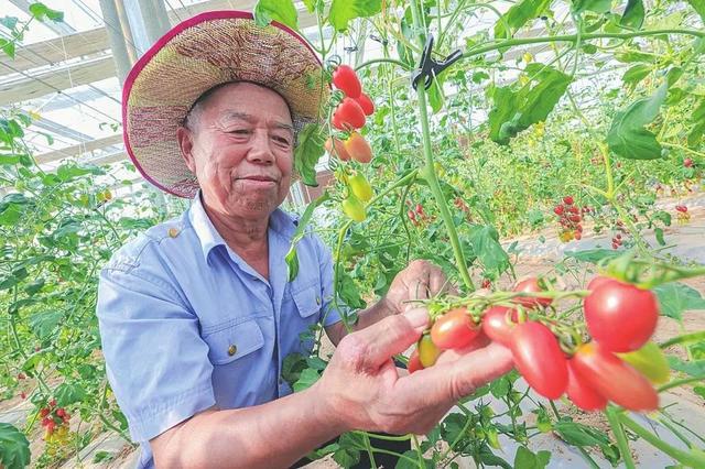 山西阳高：从“一抹红”到“五彩缤纷”的优势叠加麻将胡了2游戏入口县域经济特色县产业发展调研行(图13)